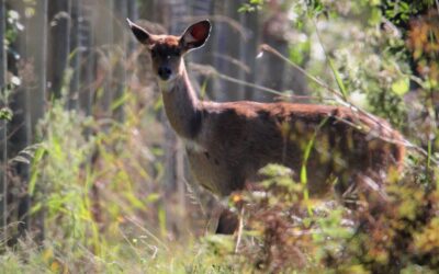 Bush buck female spotted
